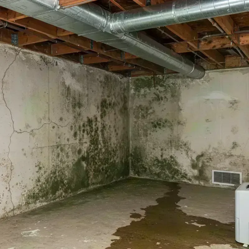 Professional Mold Removal in Webster County, WV